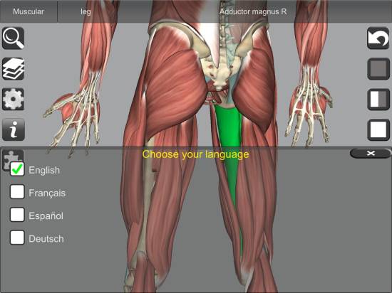 3d bones and organs anatomy
