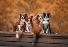 best apps for dog owners and lovers