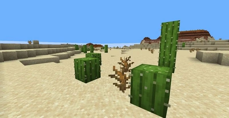 how to find cactus in minecraft for camels